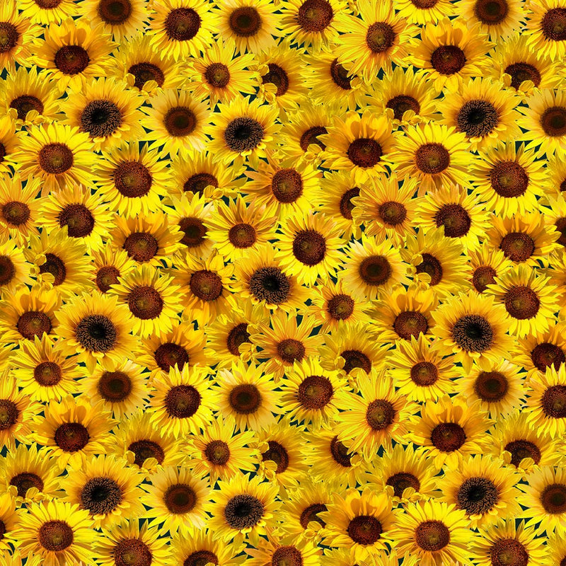 Sunflower Timeless Treasures - Packed Sunflowers CD2536-SUNFLOWER