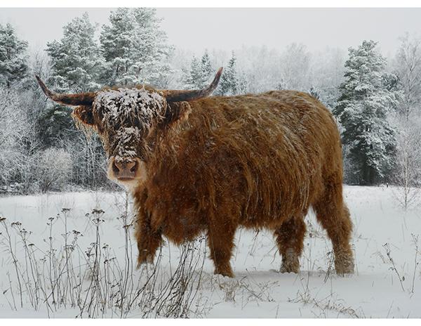 Call of the Wild - PANEL - Hoffman 42"x32" - Caramel X5567H-606