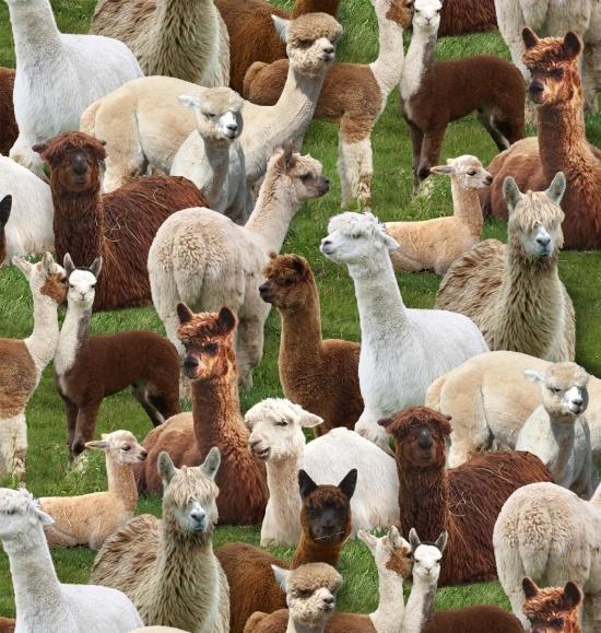 Farm Animals by Elizabeth Studio - Alpacas 445-GREEN