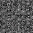 Pick Your Poison - Timeless Treasures - Spider Web CD3599