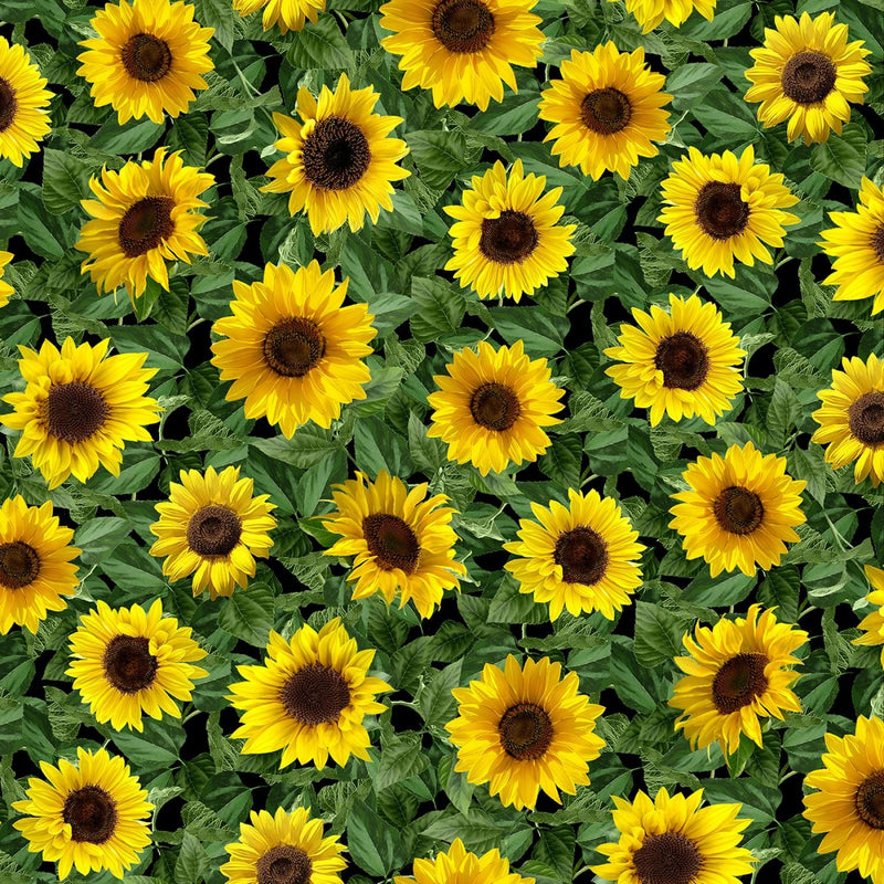 Sunflower Timeless Treasures - Packed Sunflowers on Black C1133-BLACK